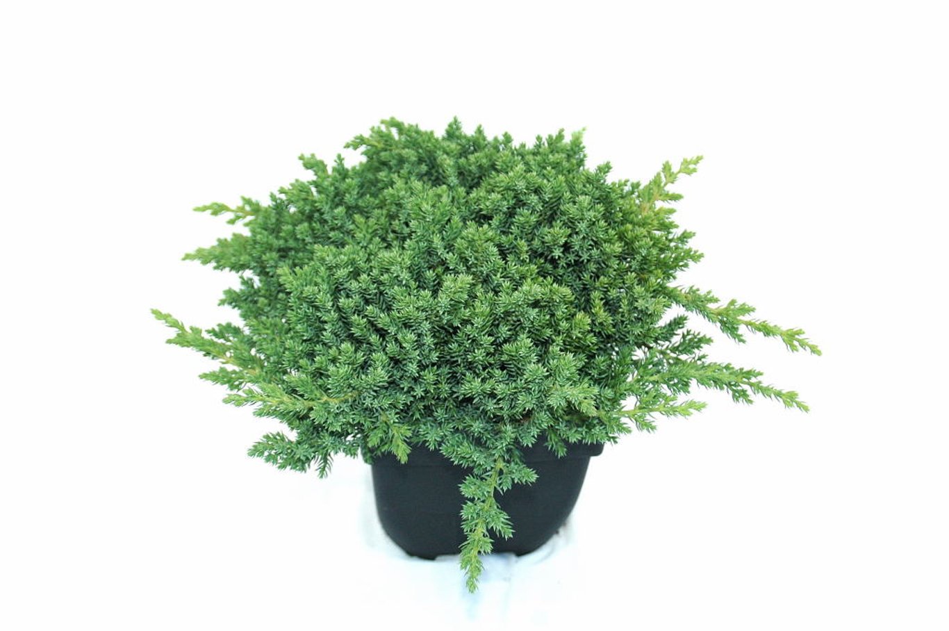 Juniperus procumbens 'Nana' - C2